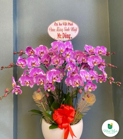 Chậu Lan Hồ Điệp Tím Chúc Mừng HCM-1018