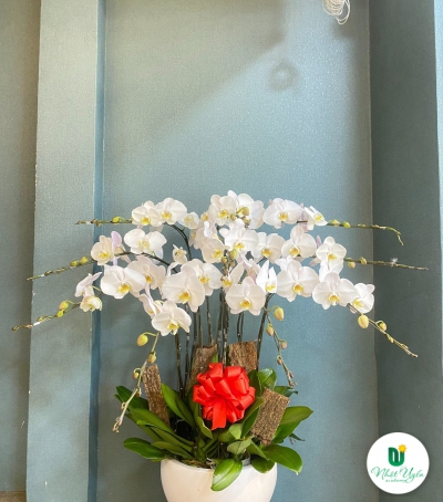 Chậu Lan Hồ Điệp Trắng Chúc Mừng HCM-2901