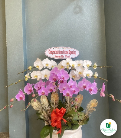 Chậu Lan Hồ Điệp Trắng - Tím Chúc Mừng HCM-3002