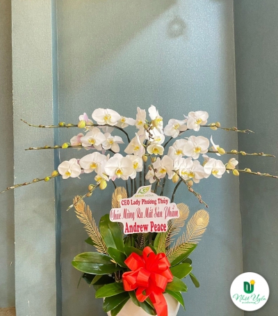 Chậu Lan Hồ Điệp Trắng Chúc Mừng HCM-2001