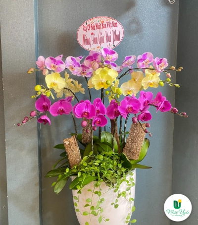 Chậu Lan Hồ Điệp Chúc Mừng HCM-3011