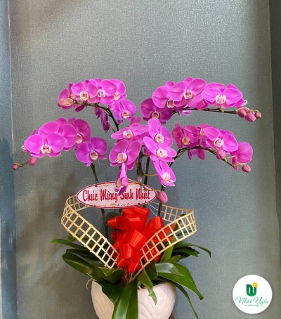 Chậu Lan Hồ Điệp Tím Chúc Mừng HCM-1986
