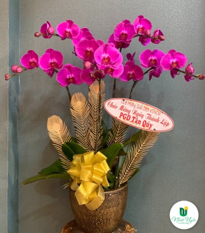Chậu Lan Hồ Điệp Tím Chúc Mừng HCM-2311
