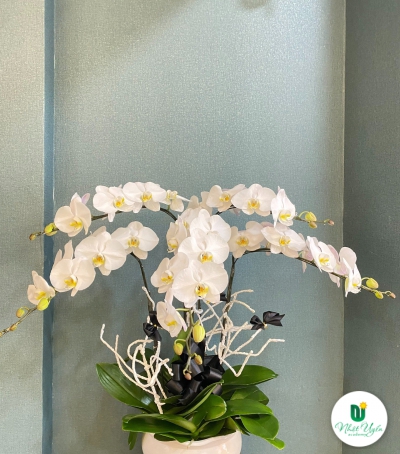Chậu Lan Hồ Điệp Trắng Chúc Mừng HCM-0211