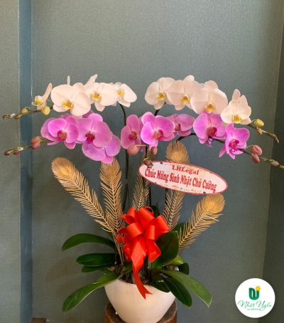 Chậu Lan Hồ Điệp Chúc Mừng HCM-0292