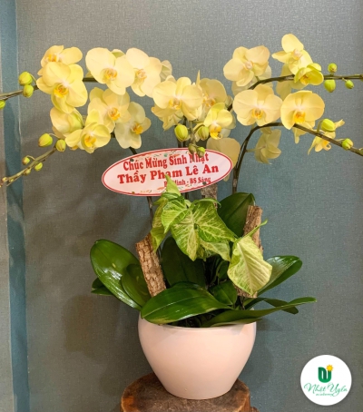 Chậu Lan Hồ Điệp Vàng Chúc Mừng HCM-1802