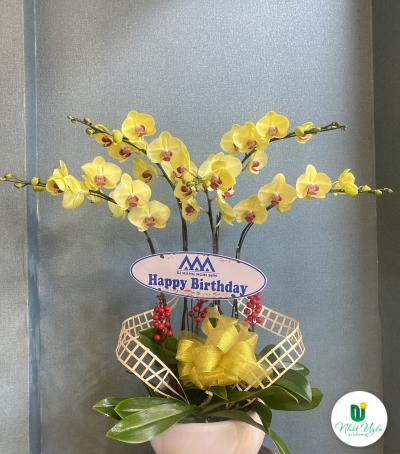 Chậu Lan Hồ Điệp Vàng Chúc Mừng HCM-0803