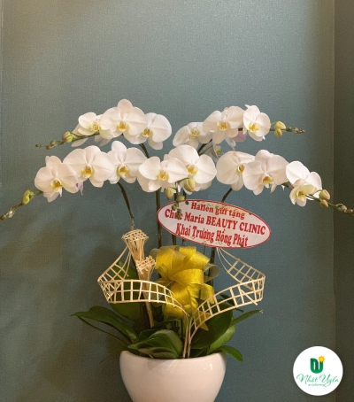 Chậu Lan Hồ Điệp Trắng Chúc Mừng HCM-0066