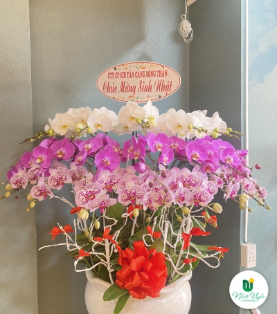 Chậu Lan Hồ Điệp Chúc Mừng HCM-0220