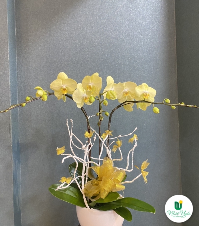 Chậu Lan Hồ Điệp Vàng Chúc Mừng HCM-0110