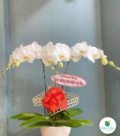 Chậu Lan Hồ Điệp Trắng Chúc Mừng HCM-0200