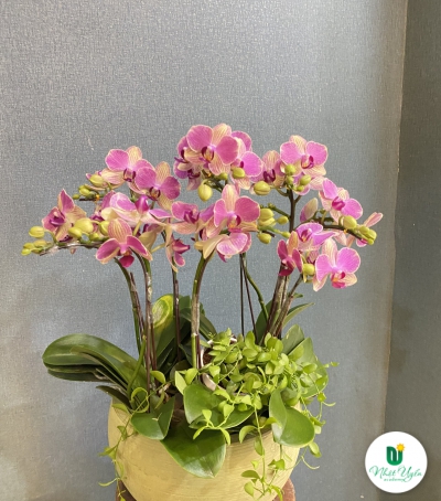 Chậu Lan Hồ Điệp Tím Chúc Mừng HCM-0330