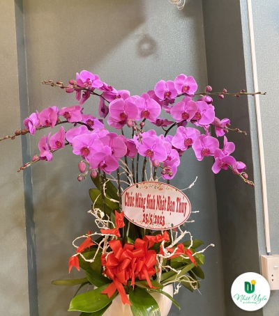 Chậu Lan Hồ Điệp Tím Chúc Mừng HCM-0440
