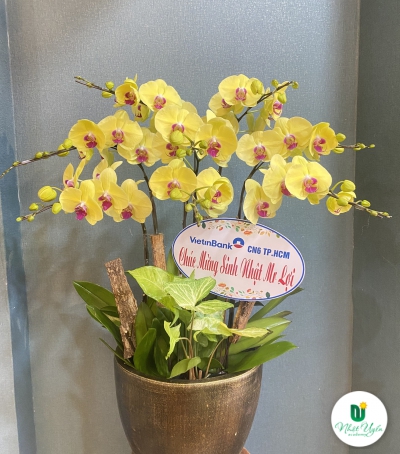 Chậu Lan Hồ Điệp Vàng Chúc Mừng HCM-0540