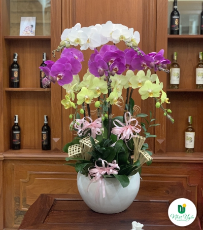Chậu Lan Hồ Điệp Chúc Mừng HCM-0720