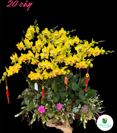 Chậu Lan Hồ Điệp Vàng Chúc Mừng HCM-0332