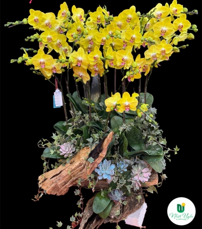 Chậu Lan Hồ Điệp Vàng Chúc Mừng HCM-0541