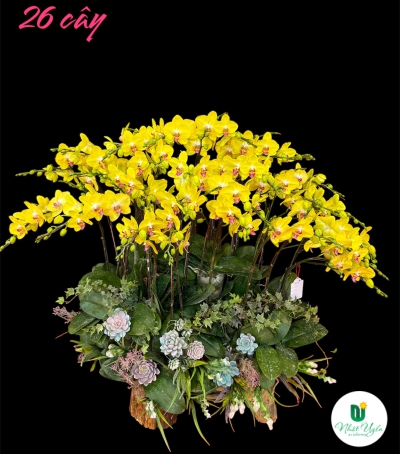 Chậu Lan Hồ Điệp Vàng Chúc Mừng HCM-0312 