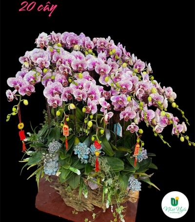 Chậu Lan Hồ Điệp Tím Chúc Mừng HCM-0125 