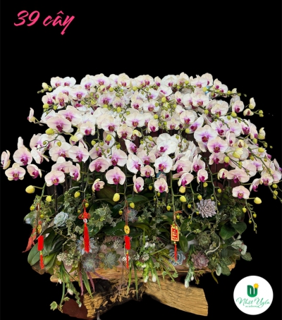 Chậu Lan Hồ Điệp Chúc Mừng HCM-0284 