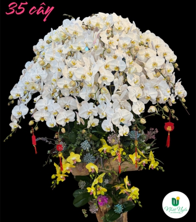 Chậu Lan Hồ Điệp Trắng Chúc Mừng HCM-0201 