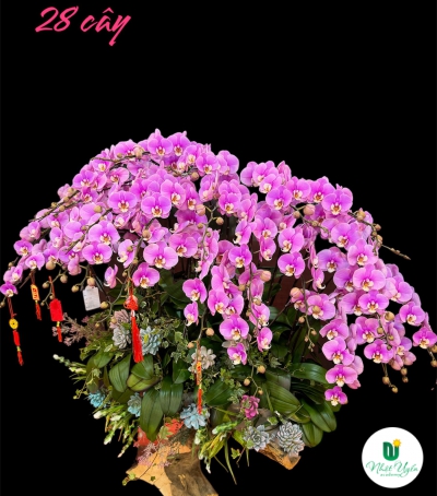 Chậu Lan Hồ Điệp Tím Chúc Mừng HCM-0321 