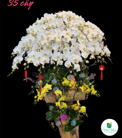 Chậu Lan Hồ Điệp Trắng Chúc Mừng HCM-0203 
