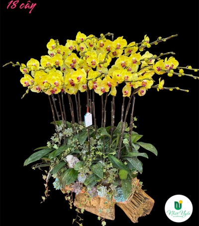 Chậu Lan Hồ Điệp Vàng Chúc Mừng HCM-0465 