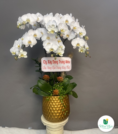 Hoa Lan Hồ Điệp Chúc Mừng - 01