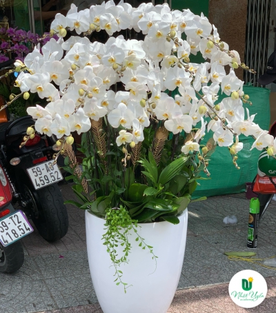 Hoa Lan Hồ Điệp Chúc Mừng - 02