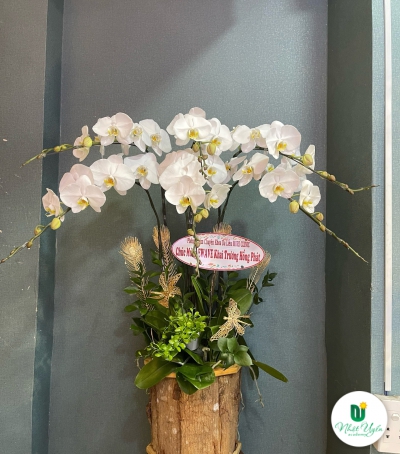 Hoa Lan Hồ Điệp Chúc Mừng - 04