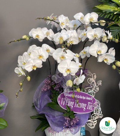 Hoa Lan Hồ Điệp Chúc Mừng - 05