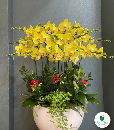 Hoa Lan Hồ Điệp Chúc Mừng - 06