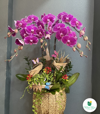 Hoa Lan Hồ Điệp Chúc Mừng - 07