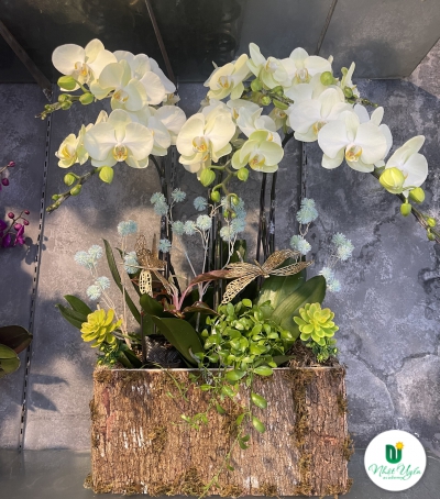 Hoa Lan Hồ Điệp Chúc Mừng - 08