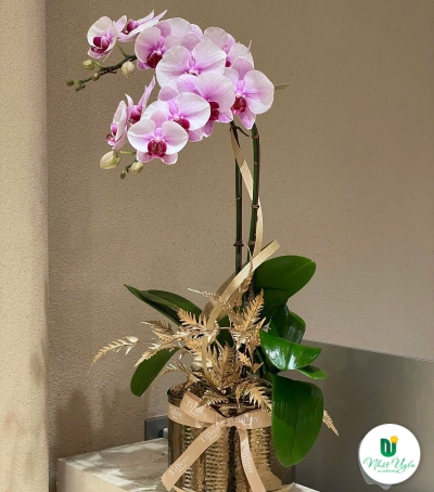 Chậu Hoa Lan Hồ Điệp Tím - Vẻ Đẹp Quý Phái & Sang Trọng