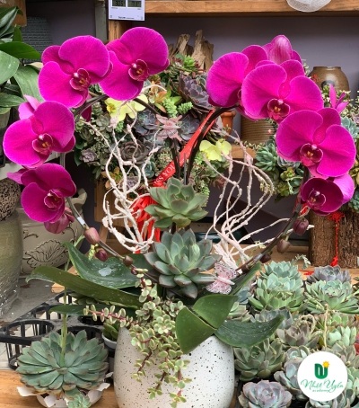 Lan Hồ Điệp Phối Sen Đá