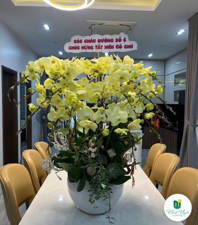 Lan Hồ Điệp Vàng Chúc Mừng