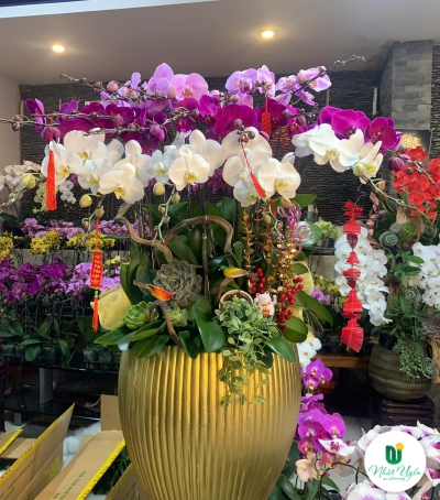 Bình Lan Hồ Điệp Chúc Mừng