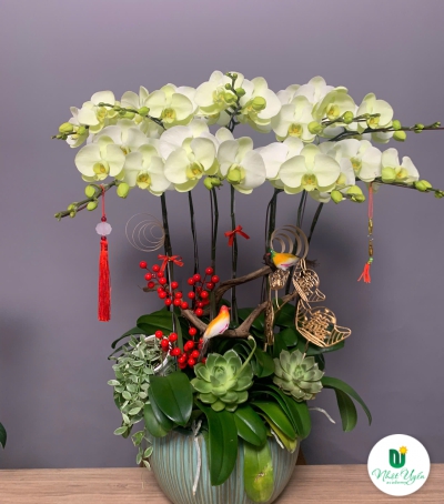 Chậu Hoa Lan Hồ Điệp Trắng Phớt Vàng - Vẻ Đẹp Tinh Tế & Sang Trọng