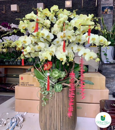 Hoa Lan Hồ Điệp Chúc Mừng NU899