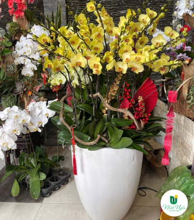 Hoa Lan Hồ Điệp Chúc Mừng NU229