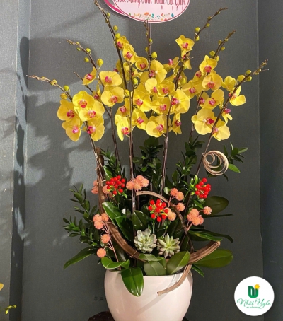 Lan Hồ Điệp Vàng Chúc Mừng NU88