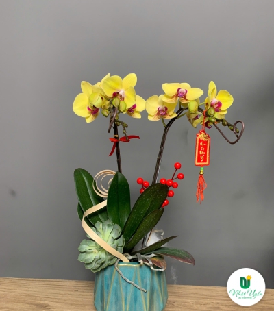 Hoa Lan Hồ Điệp Mẫu Mới