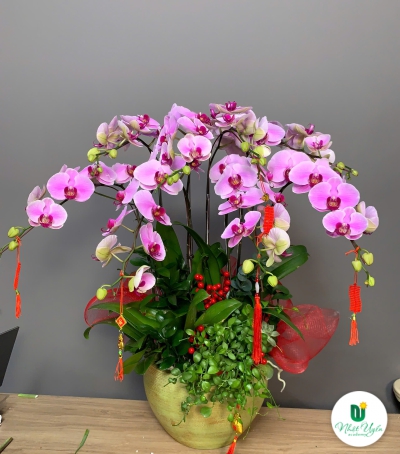 Lan Hồ Điệp Tím Chúc Mừng NU09