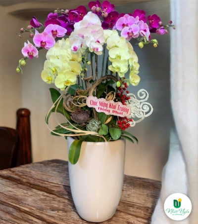 Bình Lan Hồ Điệp Chúc Mừng Khai Trương