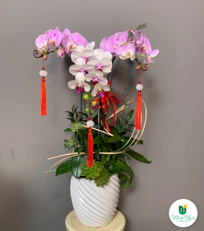 Lan Hồ Điệp Tím Chúc Mừng NU80