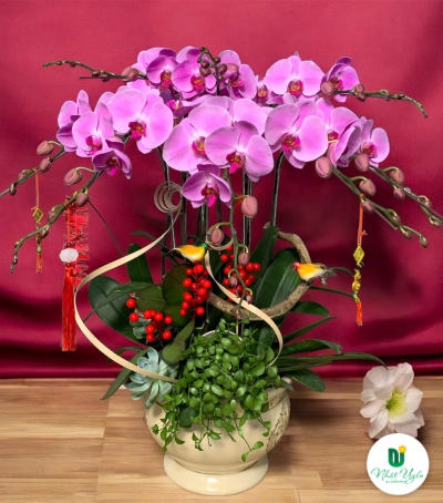 Lan Hồ Điệp Tím Chúc Mừng NU00