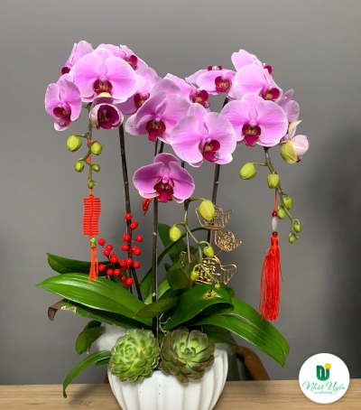 Lan Hồ Điệp Tím Chúc Mừng NU21