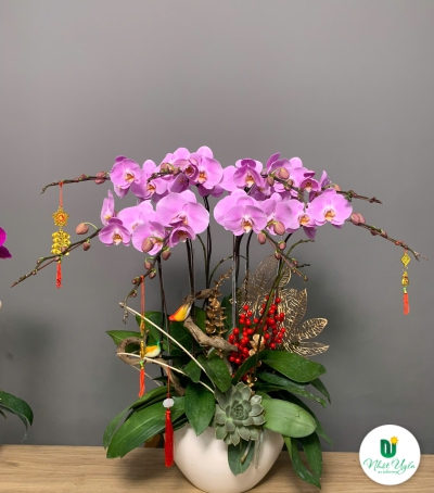 Hoa Lan Hồ Điệp Tím Chúc Mừng